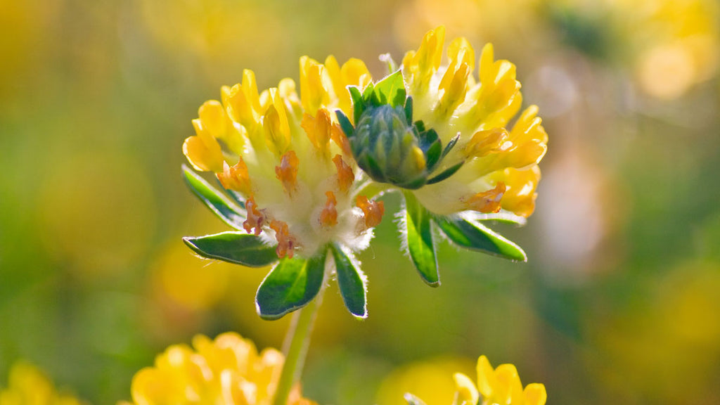 What Is A Cleansing Milk and Why Should You Use It?