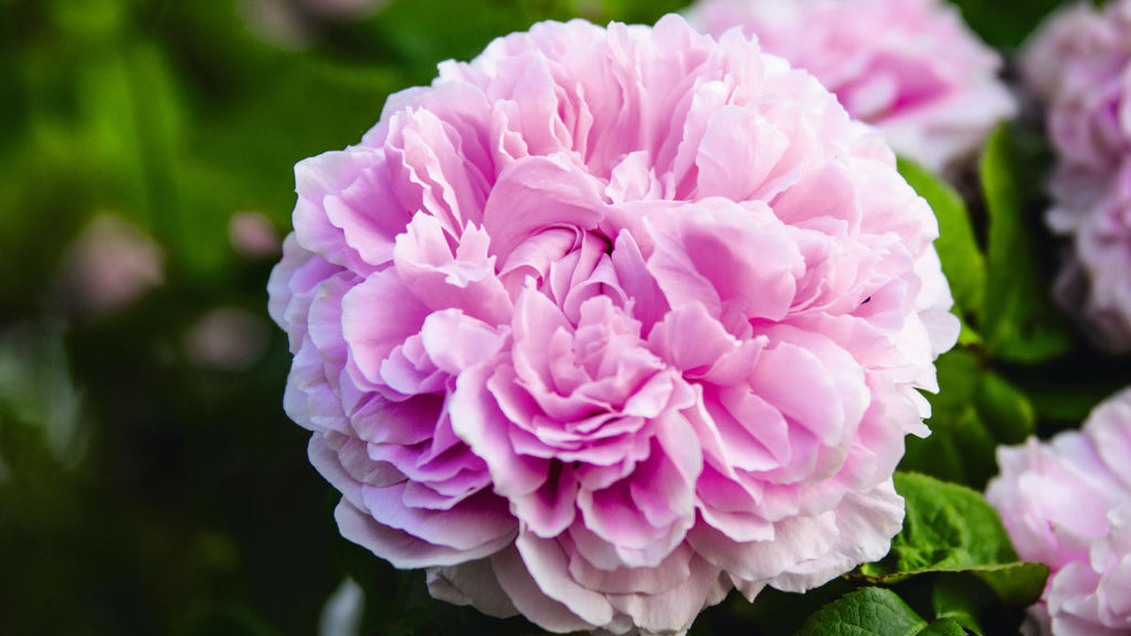 Rose Day Cream - Like A Winter Coat For Your Face