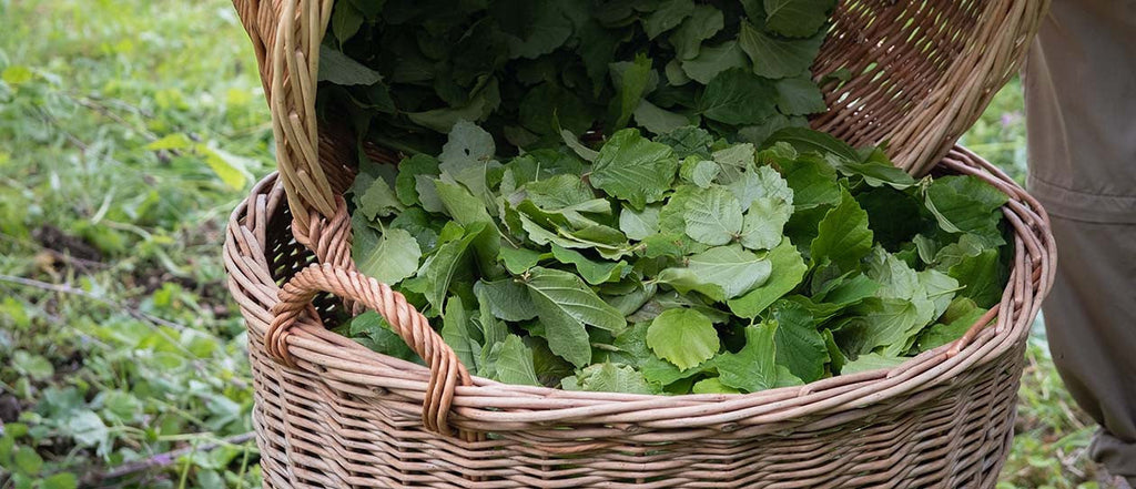 From garden to skincare: transparency you can trust