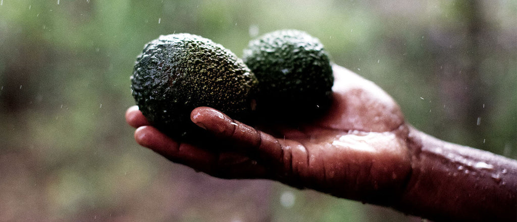 Organic Avocados from Kenya: Sustainable Skincare Ingredients